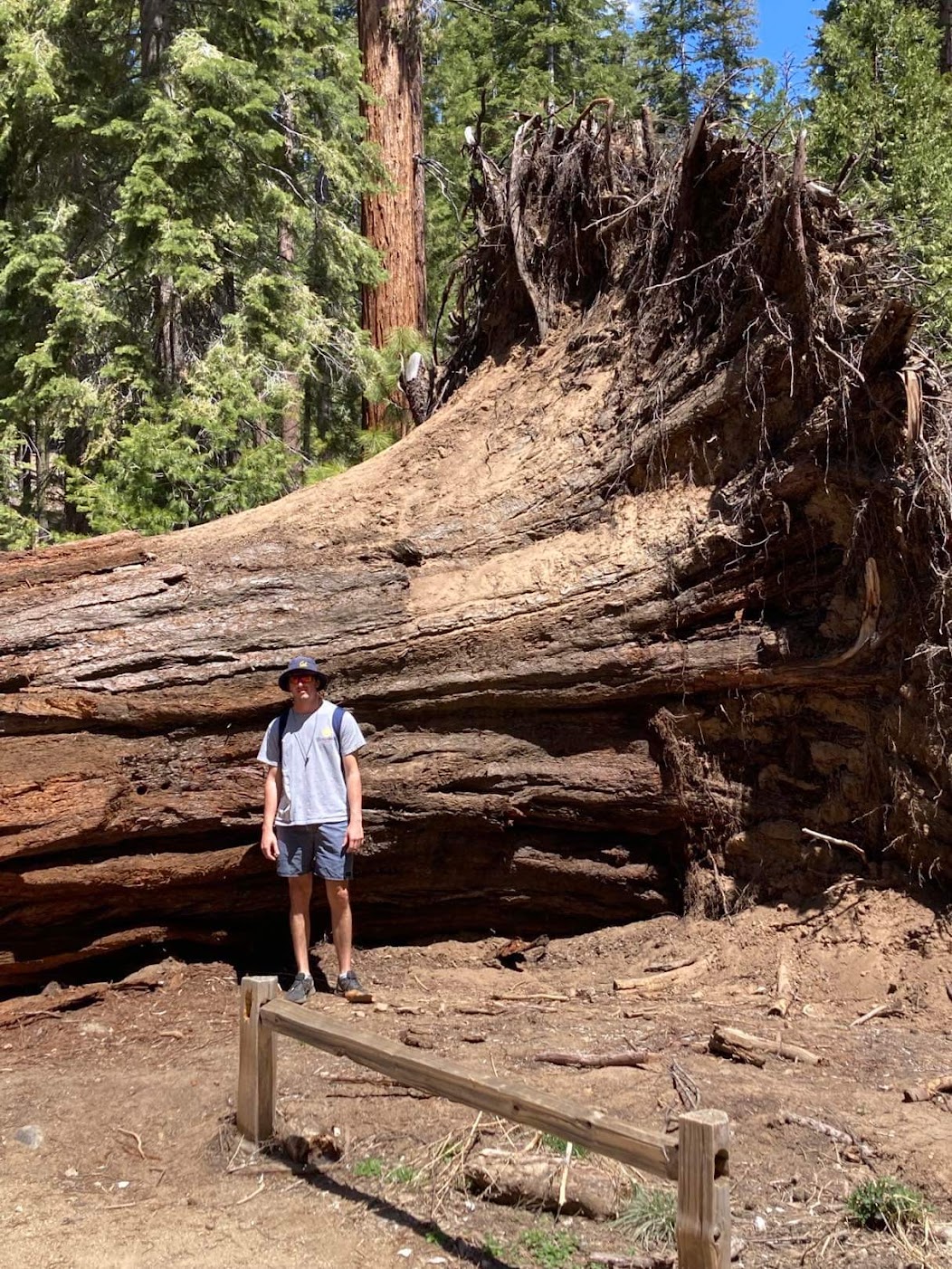 giantSequoia.jpeg